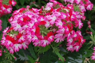 Plant Source International: Hurricane Verbena Soft Pink 