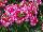 Plant Source International: Verbena  'Soft Pink' 