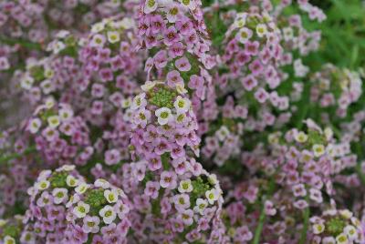 Lobularia  'Bicolor Pink Stream'