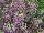 Plant Source International: Lobularia  'Bicolor Pink Stream' 