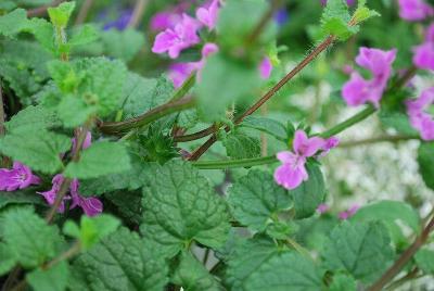  Stachys Lilac Falls 