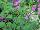 Plant Source International: Stachys  'Lilac Falls' 