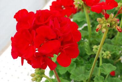 Geranium, Zonal Smart 'Tamara'