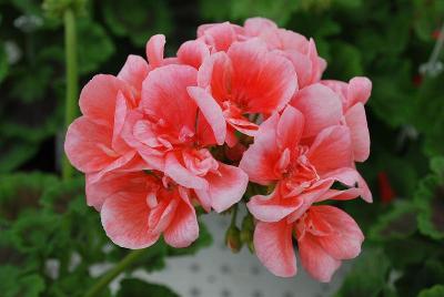 Geranium, Zonal Smart 'Melina Nova'