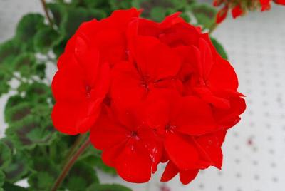 Smart Geranium, Zonal 'Serena Nova'