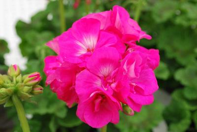 Trend Geranium, Zonal Neon Blue 