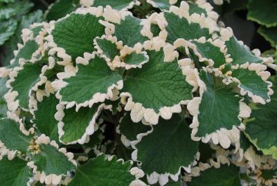 Plectranthus  'Variegated'