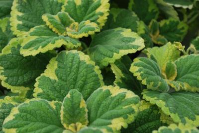 Plectranthus  'Lemon Twist'