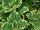 Plant Source International: Plectranthus  'Lemon Twist' 