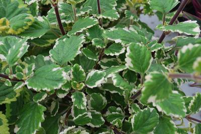 Plectranthus  'Variegated'