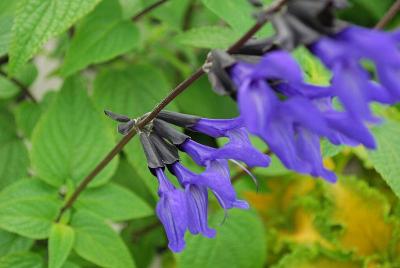 Salvia  'Black and Blue'