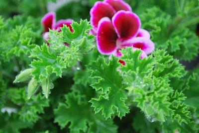 Geranium, scented  'Angel's Perfume'