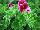 Plant Source International: Geranium, scented  'Angel's Perfume' 