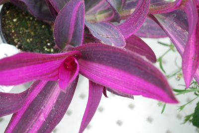 Setcreasea  'Purple Variegated'