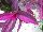 Plant Source International: Setcreasea  'Purple Variegated' 
