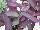 Plant Source International: Setcreasea  'Purple' 