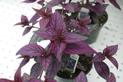  Strobilanthus Persian Shield 