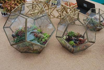 Seen @ Spring Trials 2016.: New from HortCouture @ GroLink, Spring Trials 2016, where stylish and trendy plants are in fashion and on the runway. Clever terrarium of unique plant specimens, all dancing together at fashion week.