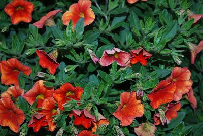 Calibrachoa Catwalk™ 'Paprika'