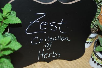 Seen @ Spring Trials 2016.: New from HortCouture @ GroLink, Spring Trials 2016, where stylish and trendy plants are in fashion and on the runway. The Zest™ Collection of Herbs.