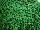 Hort Couture Plants: Mentha  'Corsican Carpet' 