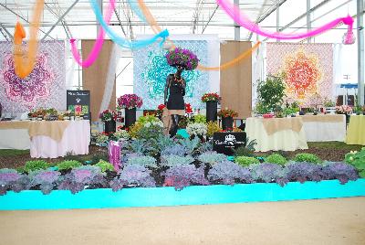  Culinary Cuisine™   : New from HortCouture @ GroLink, Spring Trials 2016, where stylish and trendy plants are in fashion and on the runway. Not just for ornamentals, HortCouture presents Culinary Couture featuring Zest™ and other vegetables.