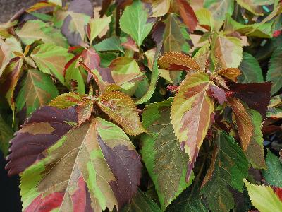 Acalypha  'Jungle Cloak'