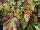 Hort Couture Plants: Acalypha  'Jungle Cloak' 