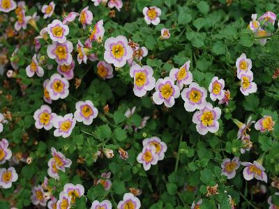 Hort Couture Plants: Bacopa Pink Mascara Boutique