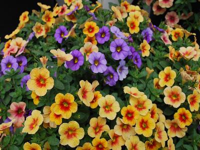 Hort Couture Plants: Kimono Calibrachoa Mix Four 