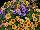 Hort Couture Plants: Calibrachoa  'Mix Four' 