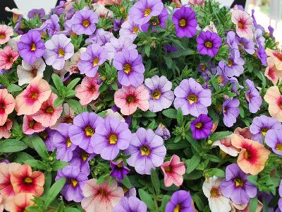 Calibrachoa Kimono 'Mix One'