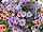 Hort Couture Plants: Calibrachoa  'Mix One' 