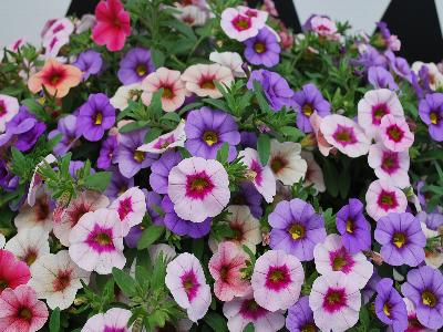 Hort Couture Plants: Kimono Calibrachoa Mix Two 