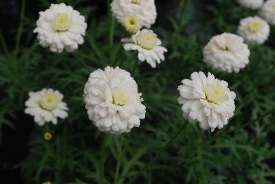 Argyranthemum Dress Up™ 'Cotton Top'