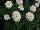 Hort Couture Plants: Argyranthemum  'Cotton Top' 