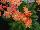 Hort Couture Plants: Lewisia  'Salmon' 
