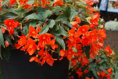 Golden State Bulb Growers: Begonia Little Lava™ 