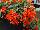 Hort Couture Plants: Begonia  'Little Lava™' 