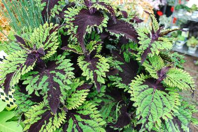 Hort Couture Plants: Under the Sea™ Coleus Fish Net 