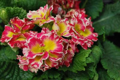 Primula Party Girl™ 'Cocktail Swirl'