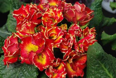 Party Girl™ Primula Rave Orange 