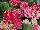 Hort Couture Plants: Primula  'Bachelorette Button' 