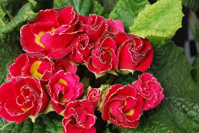 Party Girl™ Primula Valentines Day