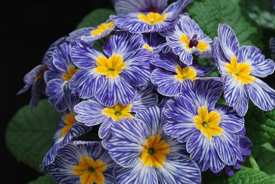  Primula Blue Zebra 