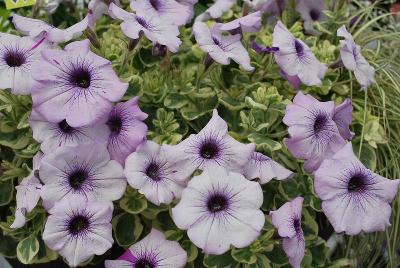 Hort Couture Plants: Glamouflage™ Petunia Blueberry 