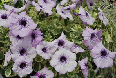 Petunia Glamouflage™ 'Blueberry'