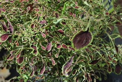 Hort Couture Plants: Coleus Sea Weed Under the Sea™