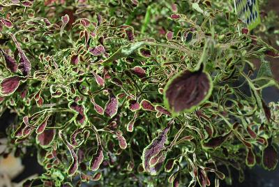 Under the Sea™ Coleus 'Sea Weed'
