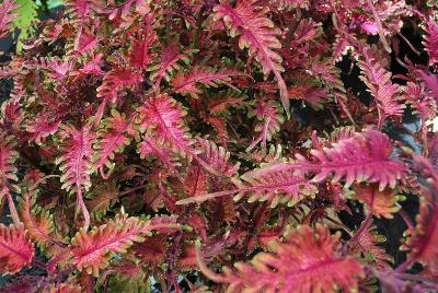 Under the Sea™ Coleus Sunfish 